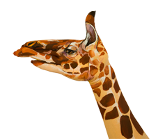 Tyro-giraffe-left-facing