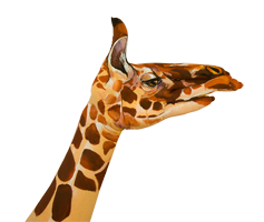 Tyro-giraffe-right-facing