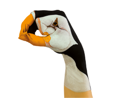Tyro-puffin-left-facing