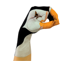Tyro-puffin-right-facing